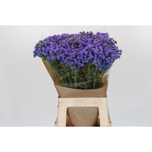 Ageratum houstonianum 'JJ Violet Blue'