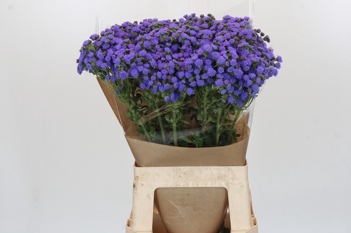 <h4>Ageratum houstonianum 'JJ Violet Blue'</h4>
