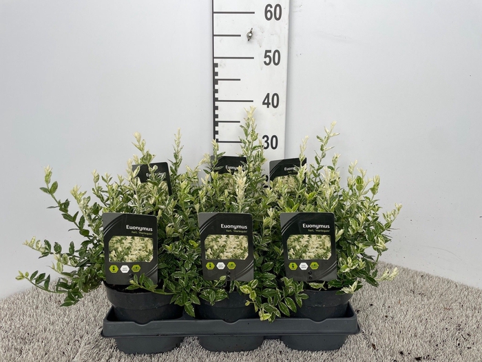 <h4>EUONYMUS FO HARLEQUI</h4>