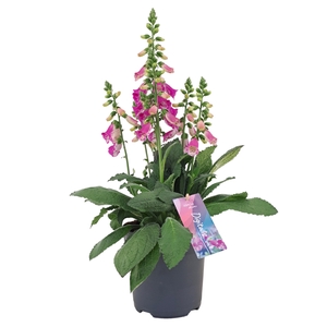 Digitalis Panter p17 (NL)