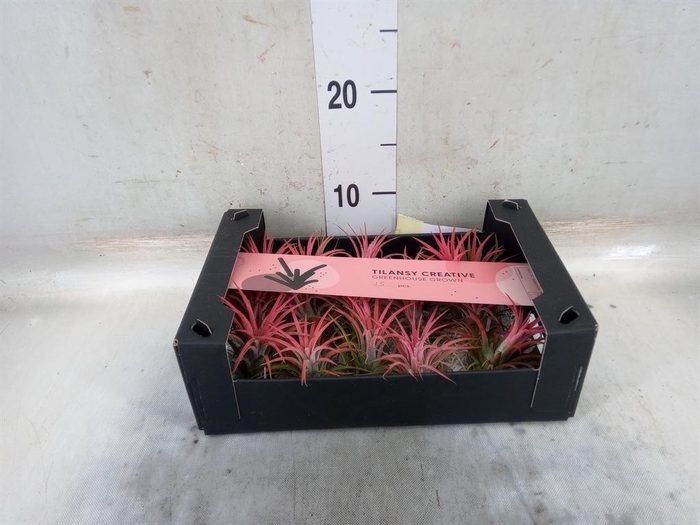 <h4>Tillandsia ionantha</h4>