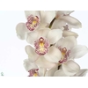 Chr G Stravina Hot Pink