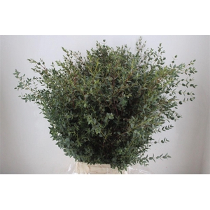 Euca Parvifolia 400gr P Bunch