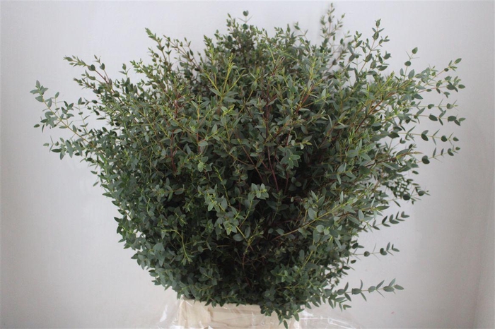 <h4>Euca Parvifolia 400gr P Bunch</h4>