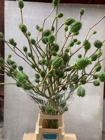<h4>Datura Metel</h4>