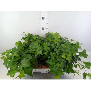 Hedera   ...green leafed