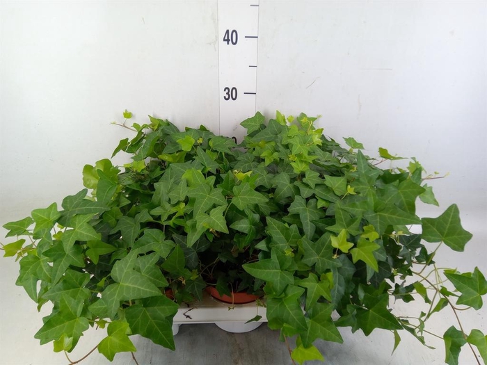 <h4>Hedera   ...green leafed</h4>