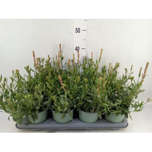 Gaura lindheimeri 'Whirl Butterfly'