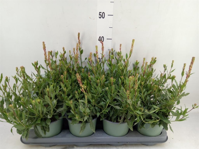 <h4>Gaura lindheimeri 'Whirl Butterfly'</h4>