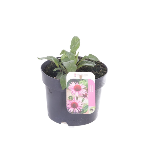 <h4>Echinacea purpurea Espinoso Rosy Red</h4>