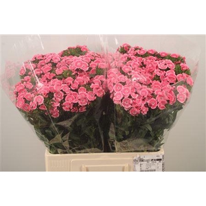 Di Barb Breanthus Princess