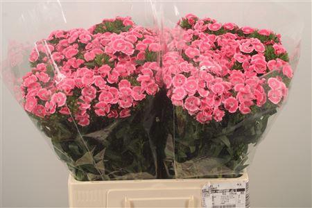 <h4>Di Barb Breanthus Princess</h4>