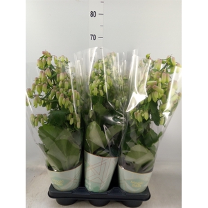 Kalanchoe  'Magic Bell'