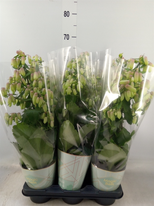 <h4>Kalanchoe  'Magic Bell'</h4>