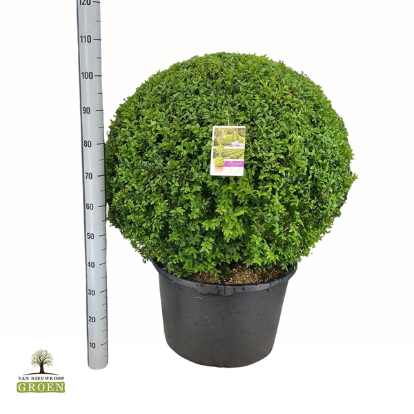 <h4>Buxus sempervirens Bol 90</h4>