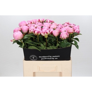 Paeonia Ussiknow