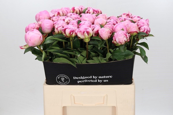 <h4>Paeonia Ussiknow</h4>
