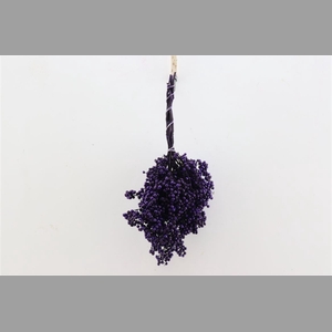 Schinus M Paint Purple Bunch