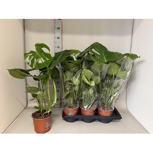 MONSTERA DELICIOSA