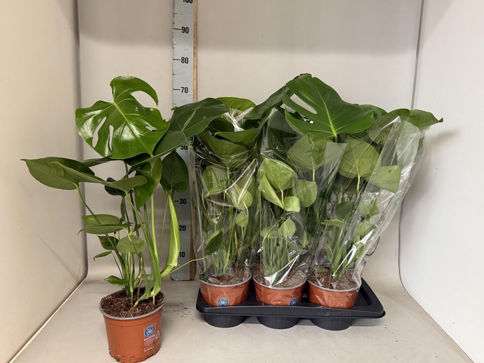 <h4>MONSTERA DELICIOSA</h4>