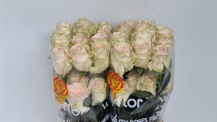 R GR PRIORITY Welyflor