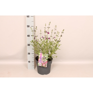 vaste planten 19 cm  Salvia Amethyst Lips