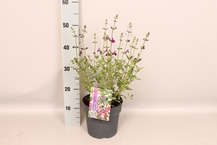<h4>vaste planten 19 cm  Salvia Amethyst Lips</h4>