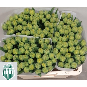 TU GEF YELLOW POMPEN