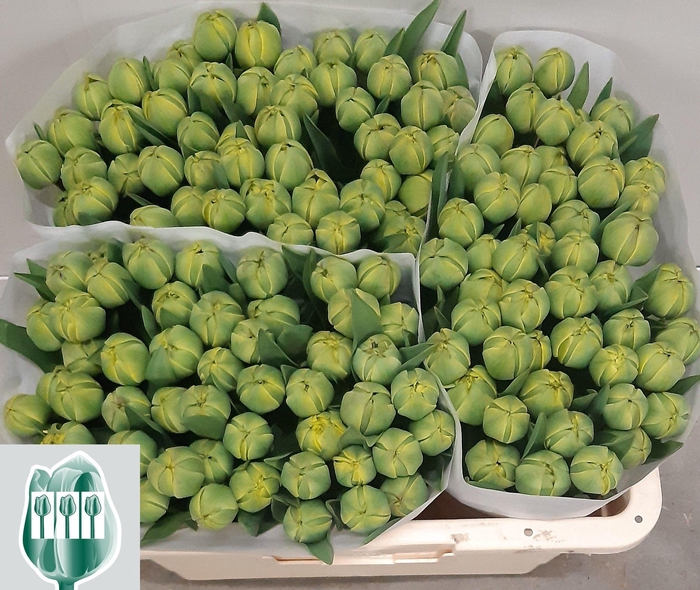 <h4>TU GEF YELLOW POMPEN</h4>