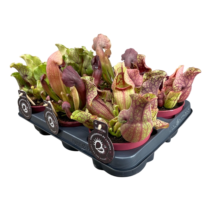 <h4>Sarracenia Gemengd</h4>