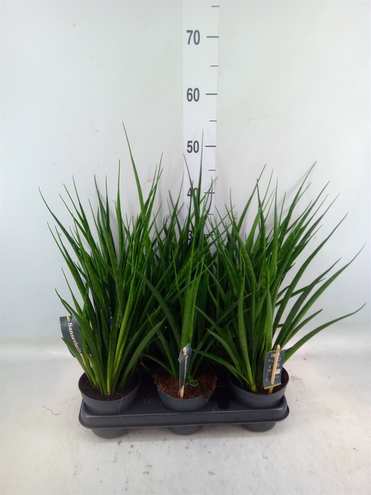 <h4>Sansevieria kirkii 'Friends'</h4>