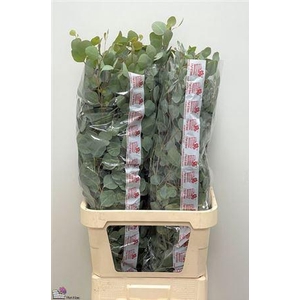 Euca Populus Super P Stem 100 Cm