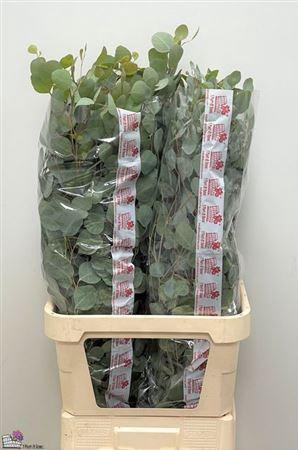 <h4>Euca Populus Super P Stem 100 Cm</h4>