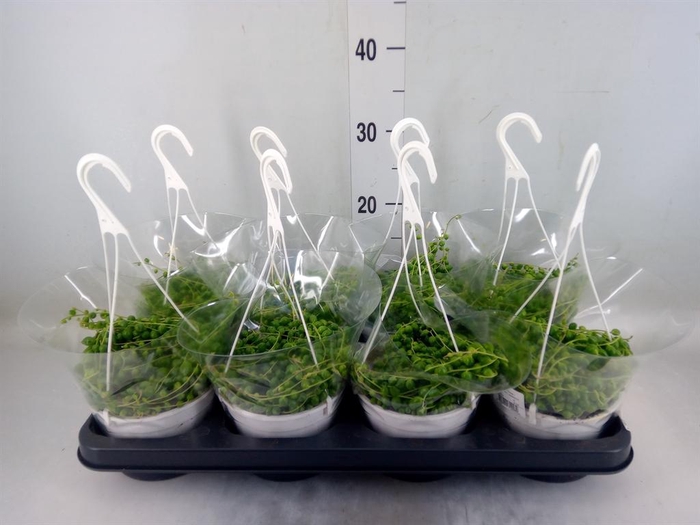 <h4>Senecio rowleyanus</h4>