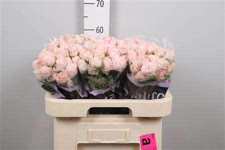 <h4>R Tr Bombastic</h4>