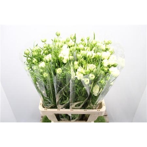 Ranunculus Nat Moderna Galaxy