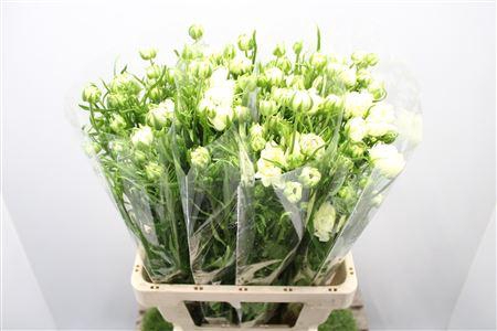 <h4>Ranunculus Nat Moderna Galaxy</h4>