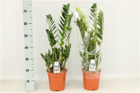 Zamio Zamiifolia 5+