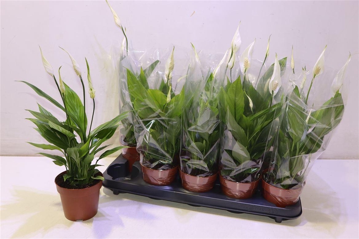 <h4>arr8 Spath Alana</h4>