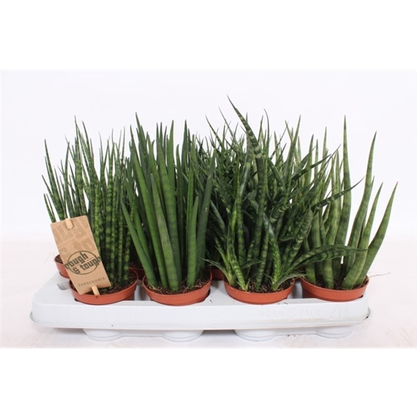 <h4>Sansevieria Luxe mix</h4>