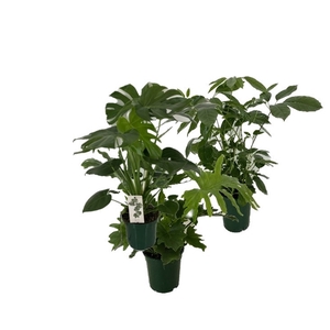 Groene planten mix p19 Monstera, Philodendron, Schefflera