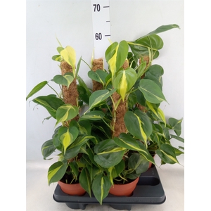 Philodendron scand. 'Brasil'