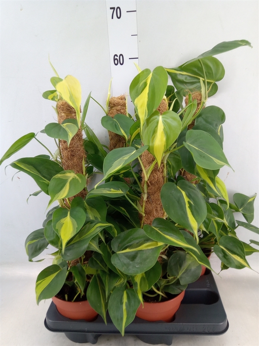 <h4>Philodendron scand. 'Brasil'</h4>