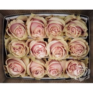 R GR PINK MONDIAL EQ