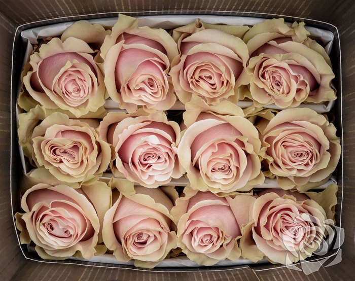 <h4>ROSA GR PINK MONDIAL</h4>