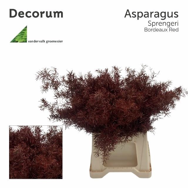 <h4>Asp Sprengeri Rood 45 Cm</h4>