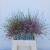 ALLIUM SCHUBERTII