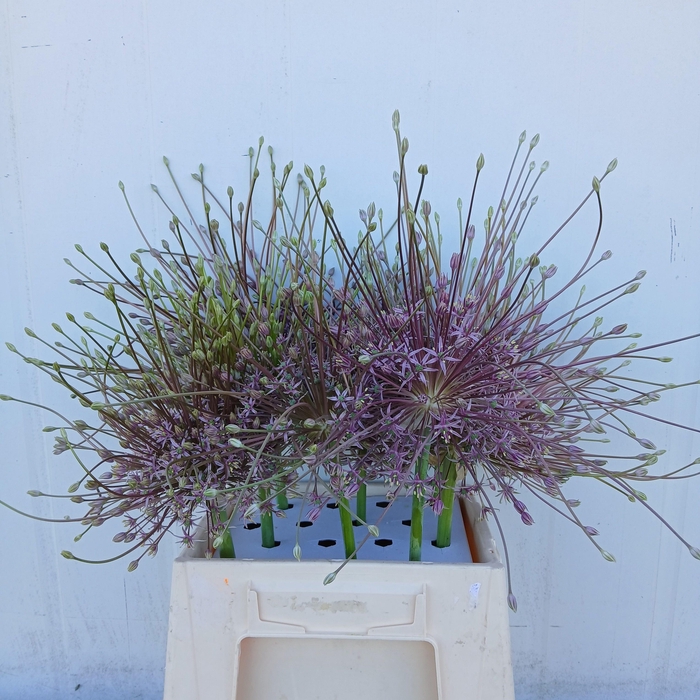 ALLIUM SCHUBERTII