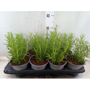Rosmarinus officinalis   ...