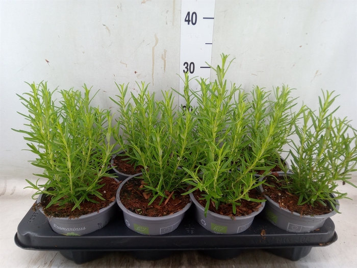 <h4>Rosmarinus officinalis   ...</h4>